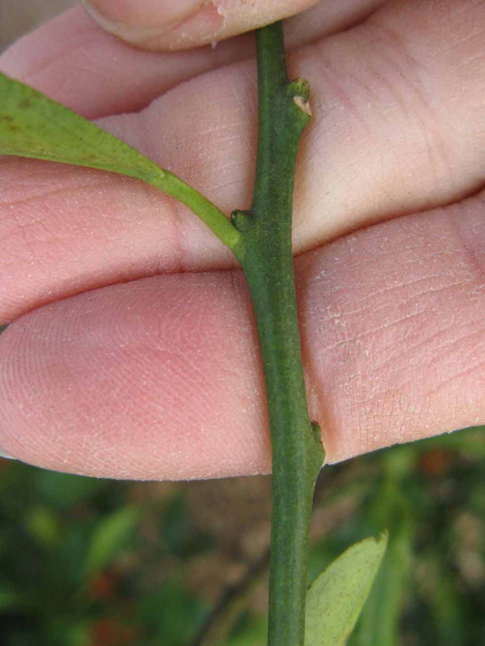              First year twig (Winter Haven, FL)       